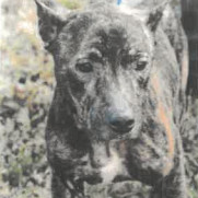 Nala Photo