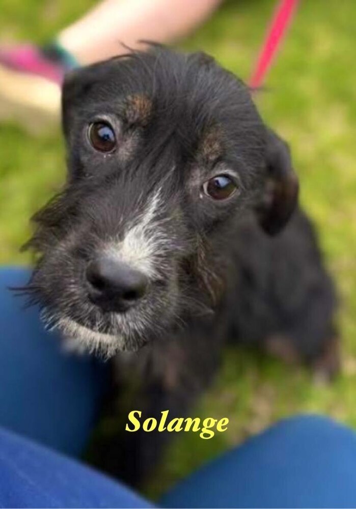 solange, an adoptable Aussiedoodle in Palatine, IL, 60078 | Photo Image 1