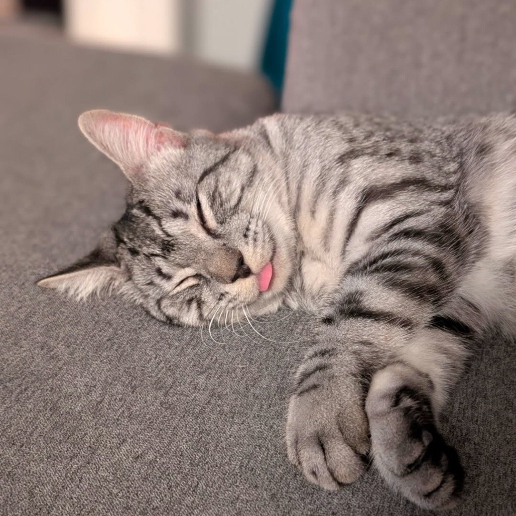Kitten