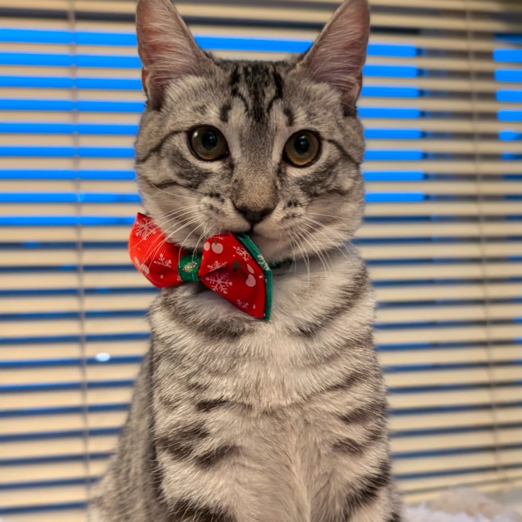 Kitten