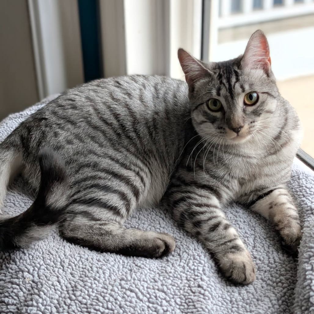 Kitten