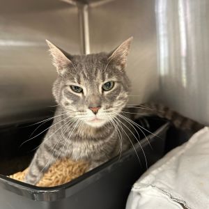 Essie Domestic Medium Hair Cat