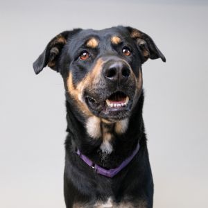 Hoagie, Young Male Mixed Breed