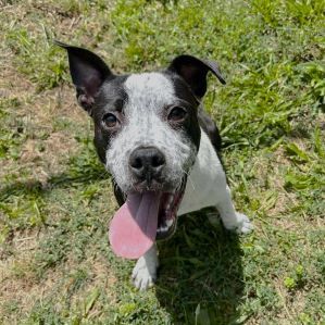 Dwayne, Young Male Pit Bull Terrier