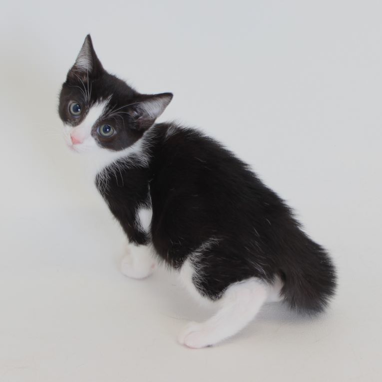Dorothy, an adoptable Domestic Short Hair in Redding, CA, 96099 | Photo Image 1