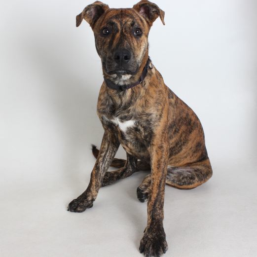 Neal, an adoptable Pit Bull Terrier in Redding, CA, 96099 | Photo Image 3