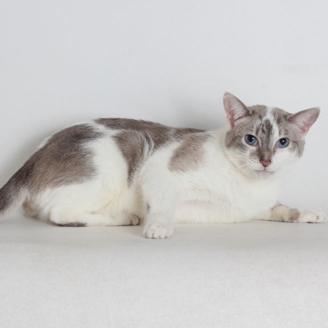 Panko, an adoptable Domestic Short Hair in Redding, CA, 96099 | Photo Image 1