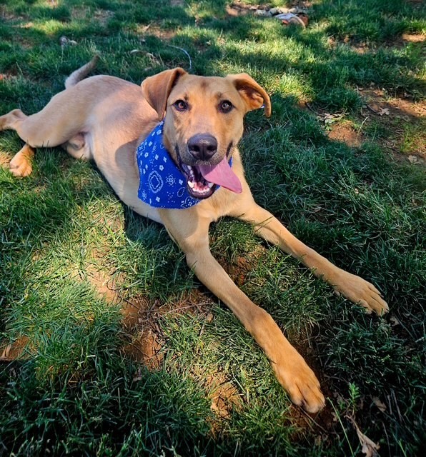 Poppy, an adoptable Shepherd in Redding, CA, 96099 | Photo Image 1