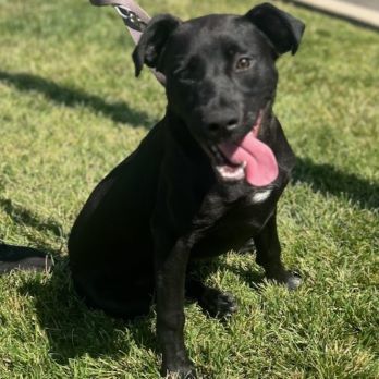 Rem, an adoptable Labrador Retriever in Redding, CA, 96099 | Photo Image 1