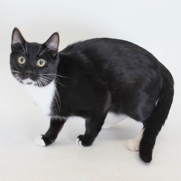 Cleo, an adoptable Domestic Short Hair in Redding, CA, 96099 | Photo Image 1