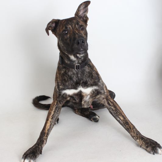 Nolan, an adoptable Pit Bull Terrier in Redding, CA, 96099 | Photo Image 1