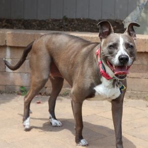 Ellie, Young Female Mixed Breed