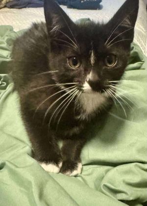 Rev Tuxedo Cat