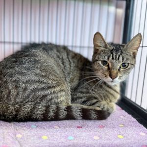 Motherboard, Young Female Domestic Short Hair