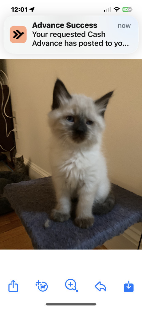 Olaf, an adoptable Domestic Long Hair, Ragdoll in Salisbury, NC, 28146 | Photo Image 1