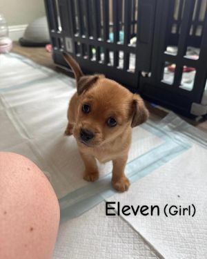 Eleven
