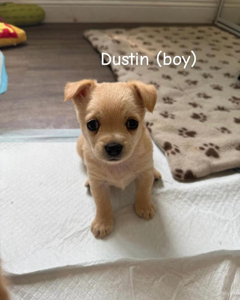 Dustin