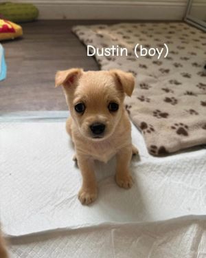 Dustin, Baby Male unknown