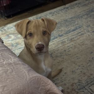 Salvo, Baby Male Hound