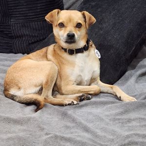 Antonio, Adult Male Chihuahua