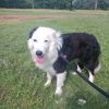Sancho photo 1