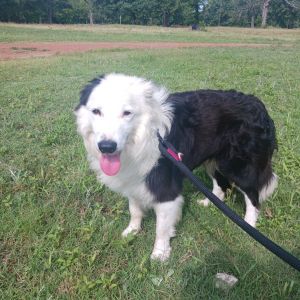 Sancho, Adult Male Border Collie
