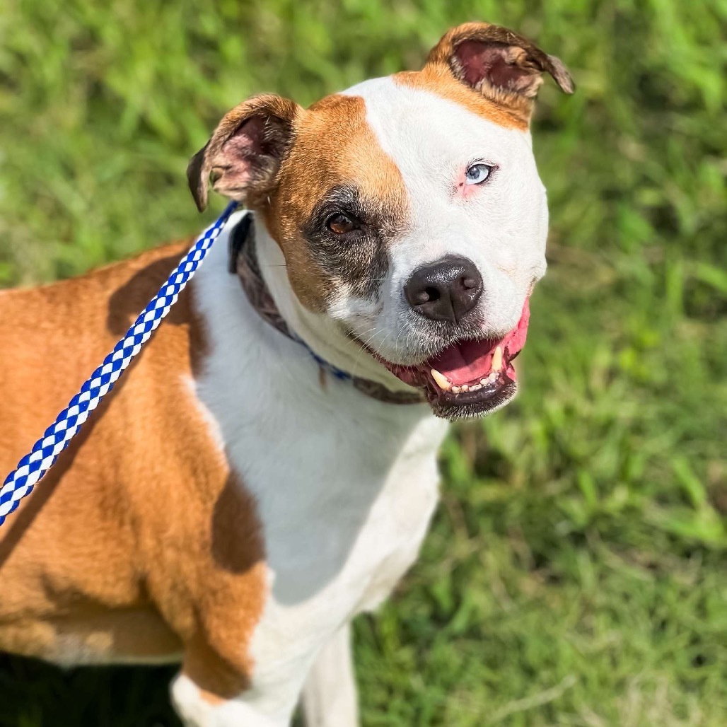 Levi, an adoptable Pit Bull Terrier in Wadena, MN, 56482 | Photo Image 1