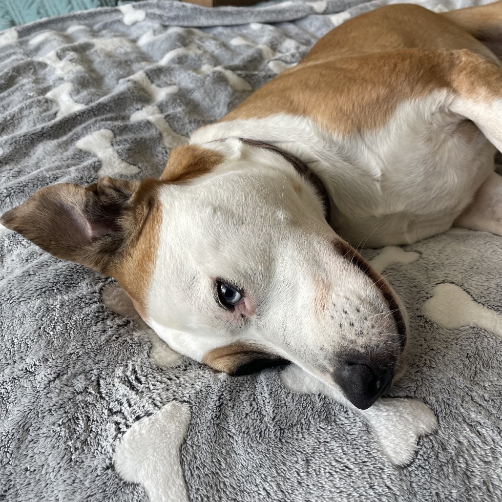 Levi, an adoptable Pit Bull Terrier in Wadena, MN, 56482 | Photo Image 1