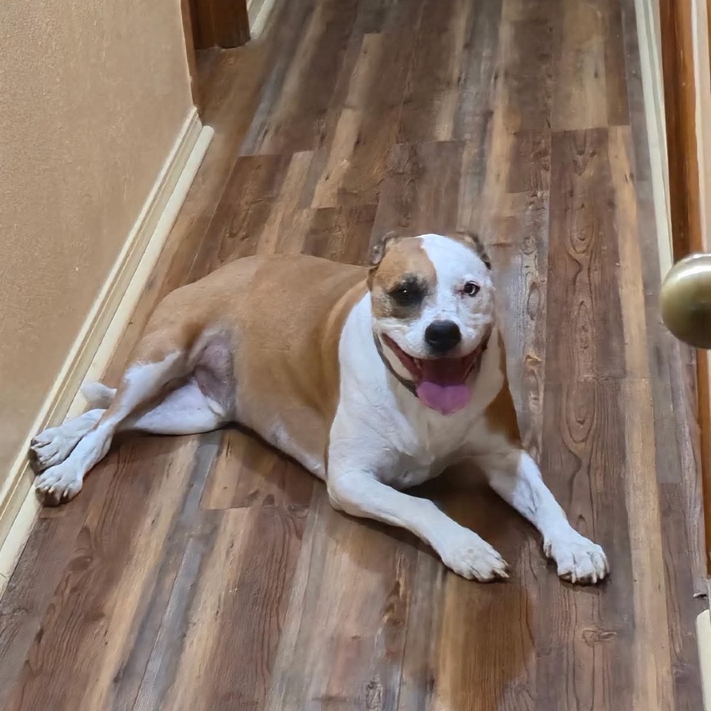 Levi, an adoptable Pit Bull Terrier in Wadena, MN, 56482 | Photo Image 2