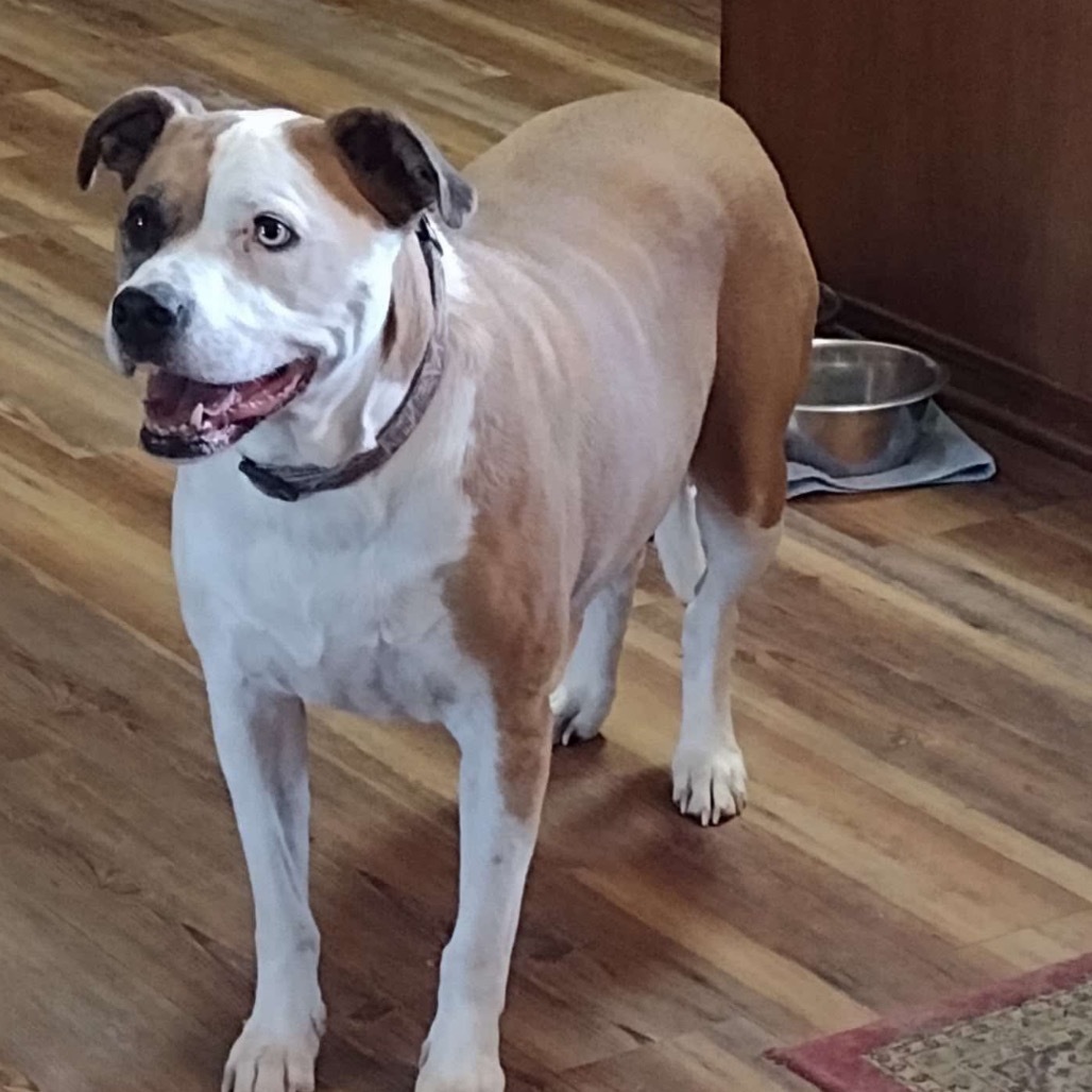 Levi, an adoptable Pit Bull Terrier in Wadena, MN, 56482 | Photo Image 3