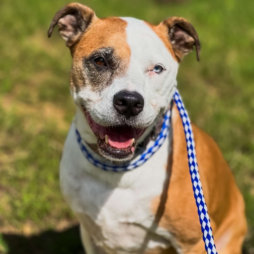 Levi, an adoptable Pit Bull Terrier in Wadena, MN, 56482 | Photo Image 3