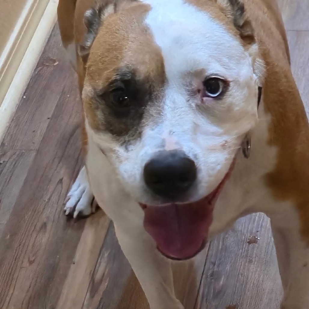 Levi, an adoptable Pit Bull Terrier in Wadena, MN, 56482 | Photo Image 4