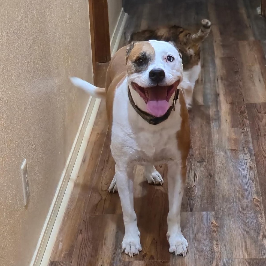 Levi, an adoptable Pit Bull Terrier in Wadena, MN, 56482 | Photo Image 5