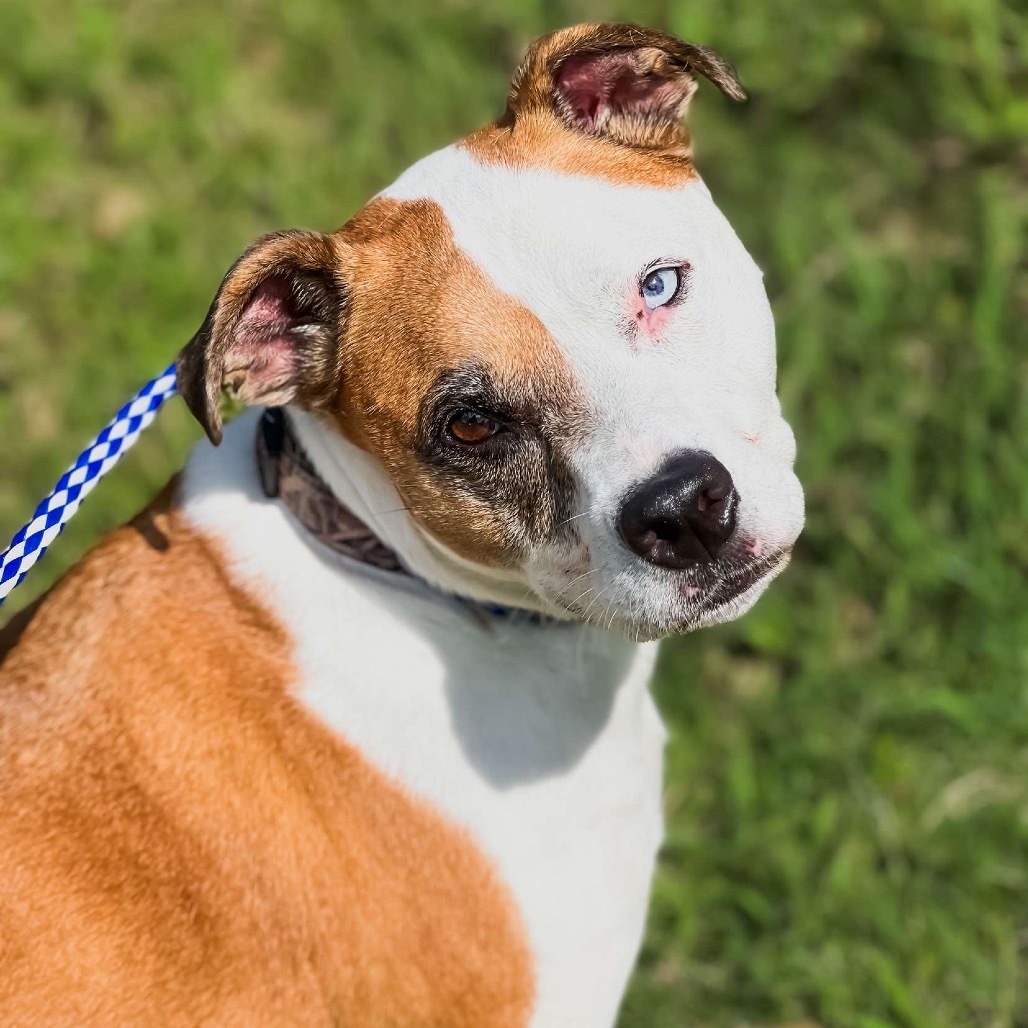 Levi, an adoptable Pit Bull Terrier in Wadena, MN, 56482 | Photo Image 5
