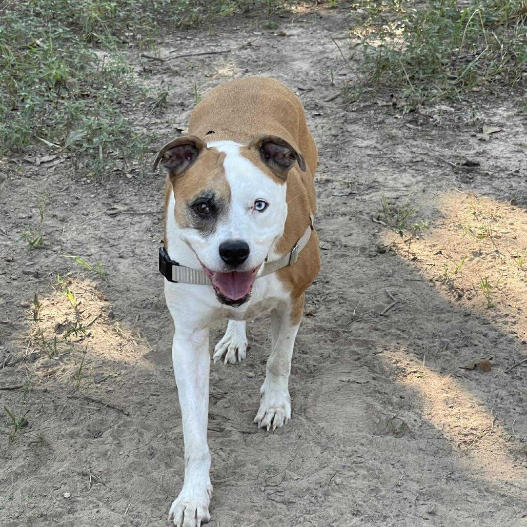 Levi, an adoptable Pit Bull Terrier in Wadena, MN, 56482 | Photo Image 6