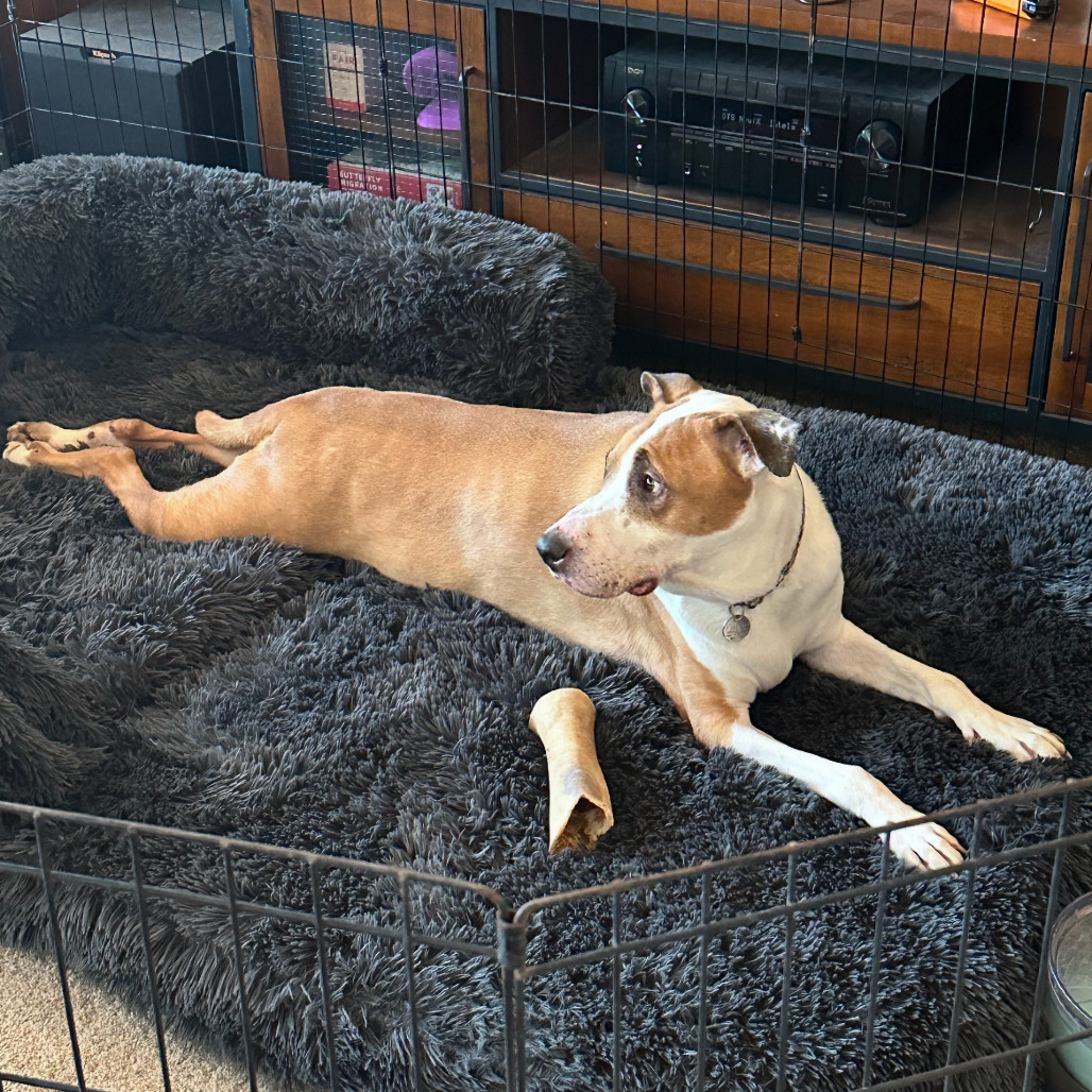 Roo
