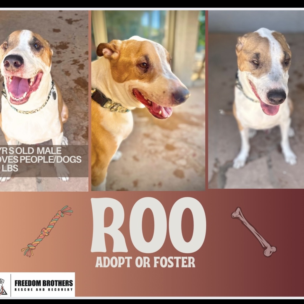 Roo