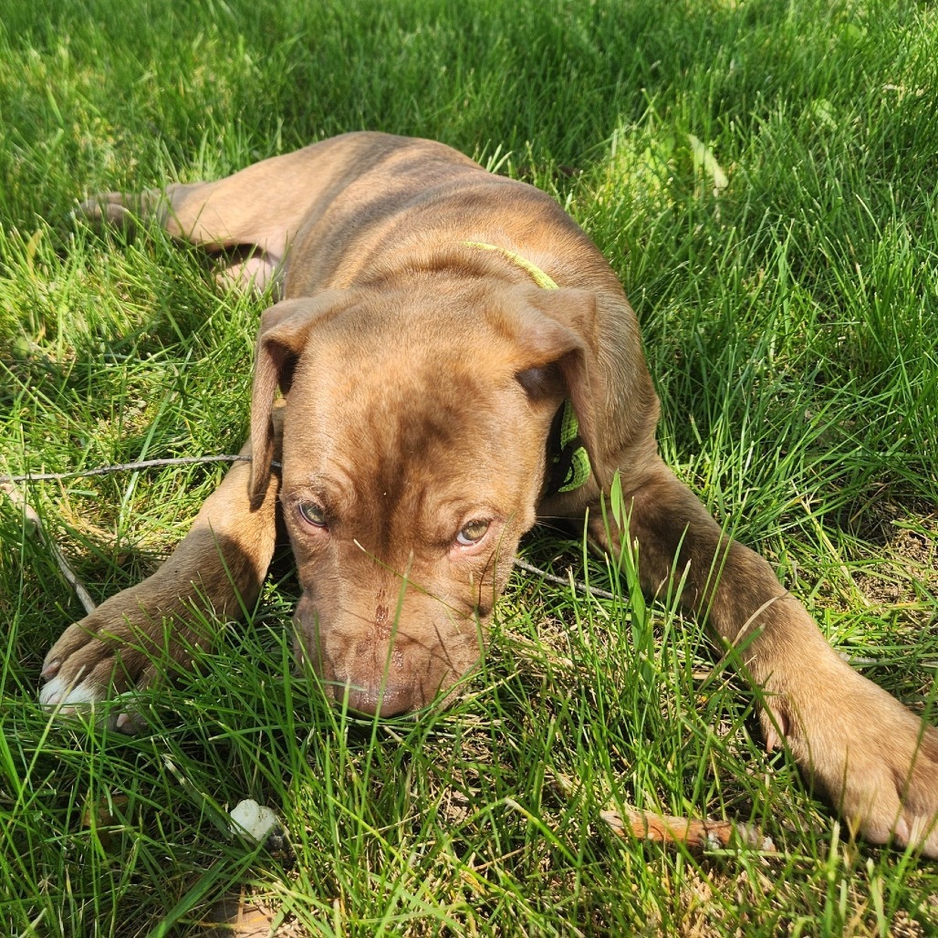 Sunny