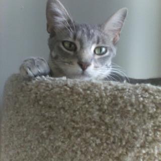 Blinky