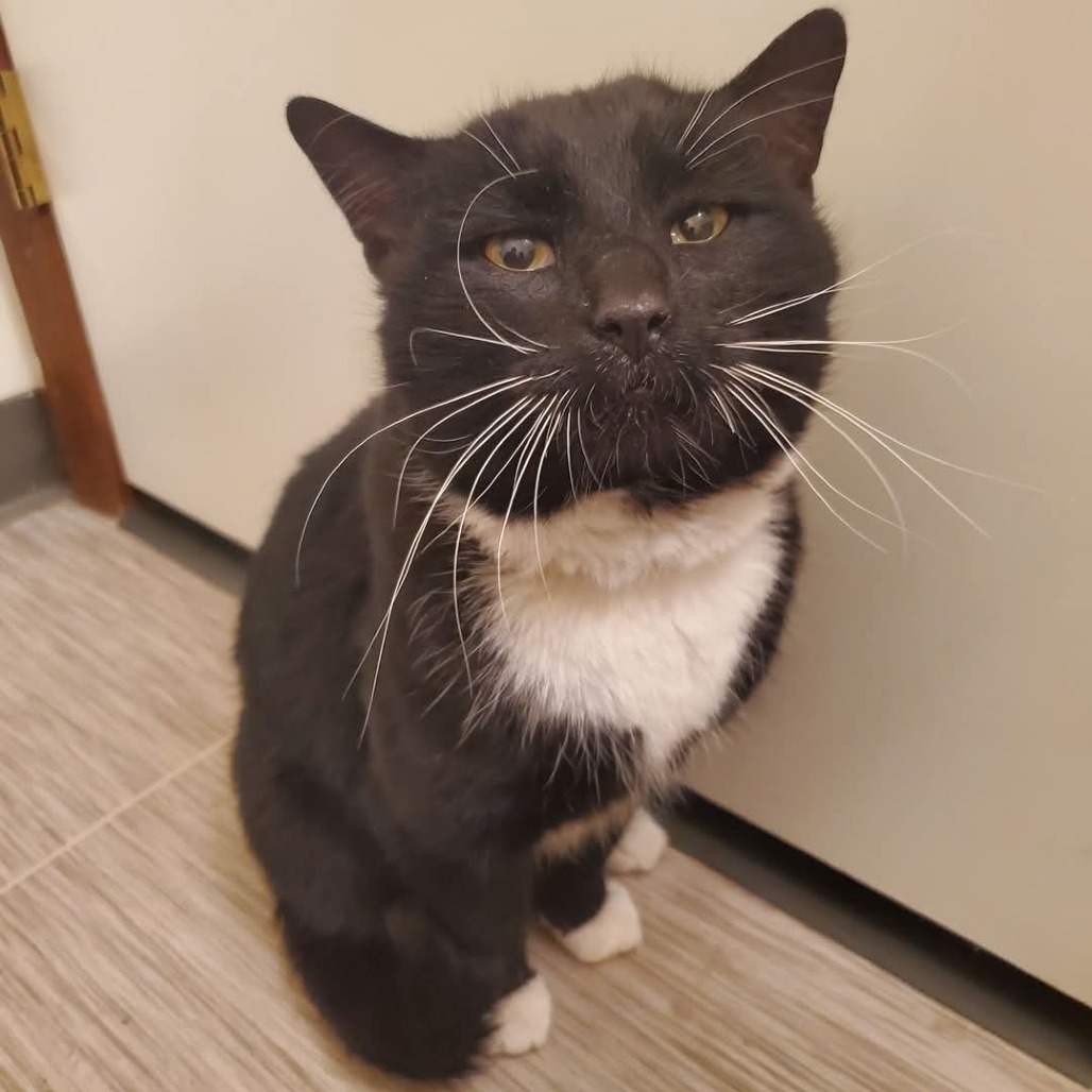 Sox