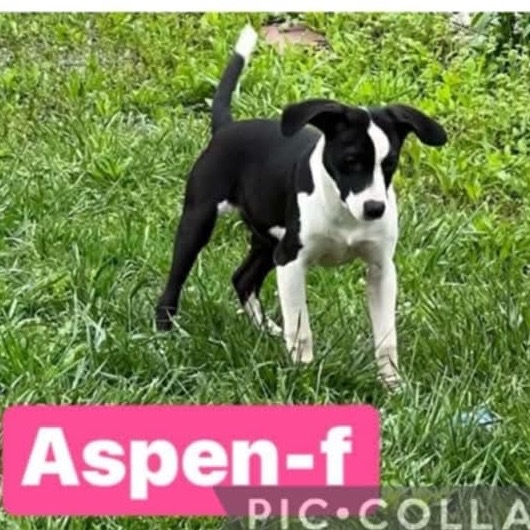 Aspen 2