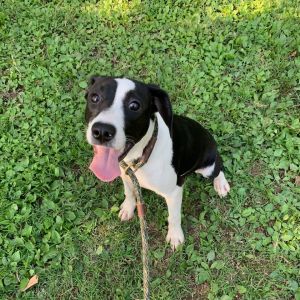 Aspen 2, Young Female Border Collie