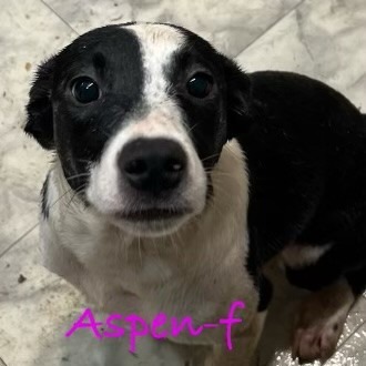 Aspen 2