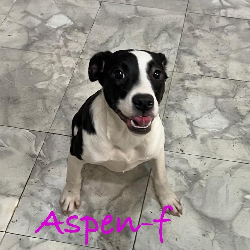Aspen 2