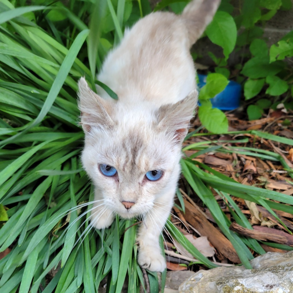 Found Lewiston MN (Daisy)