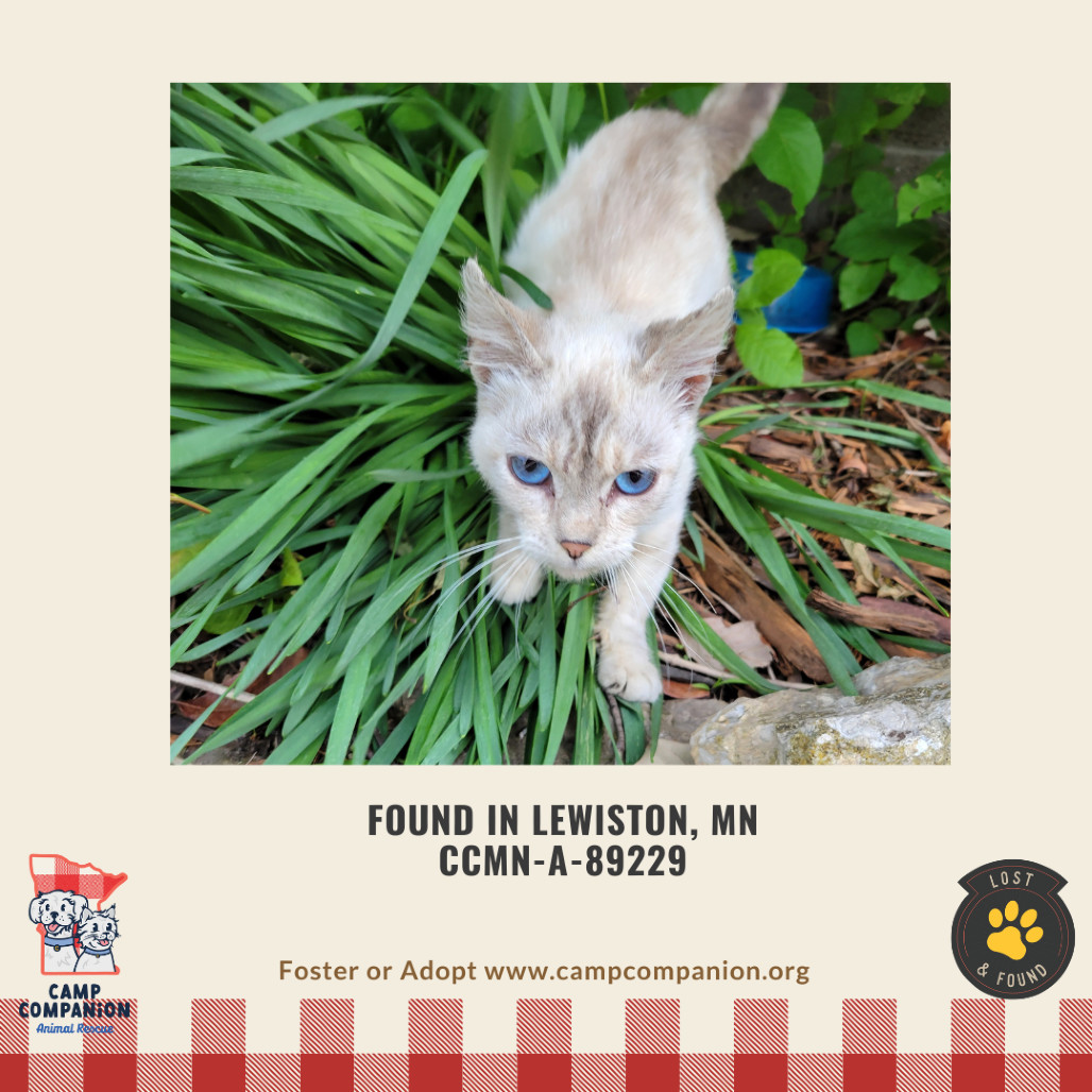 Found Lewiston MN (Daisy)
