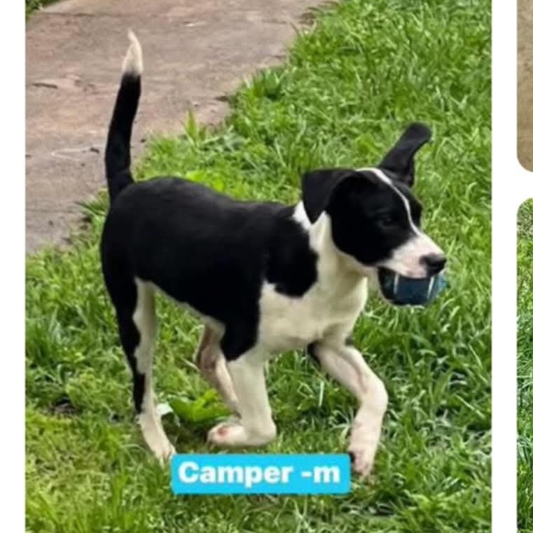 Camper