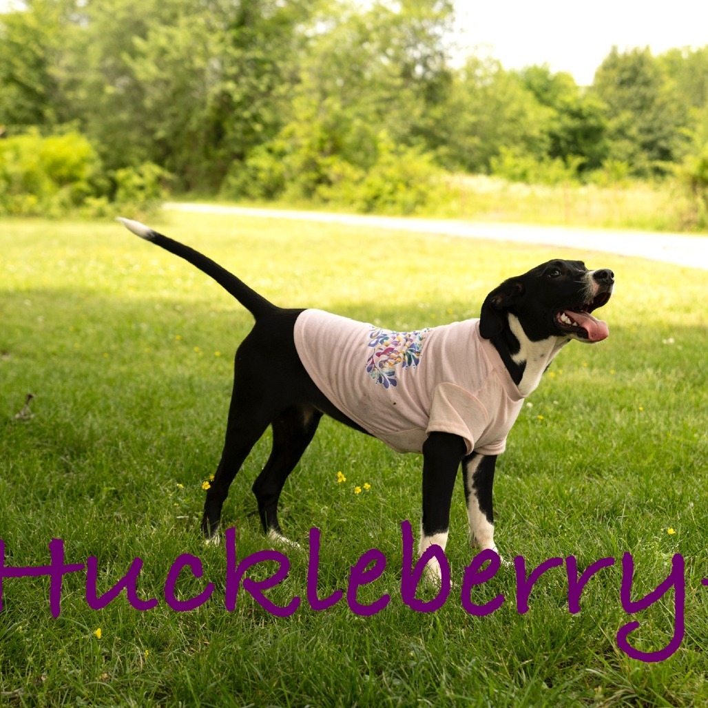 Huckleberry