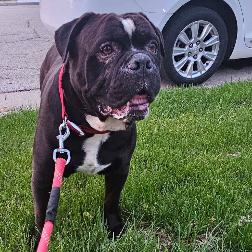 Bo