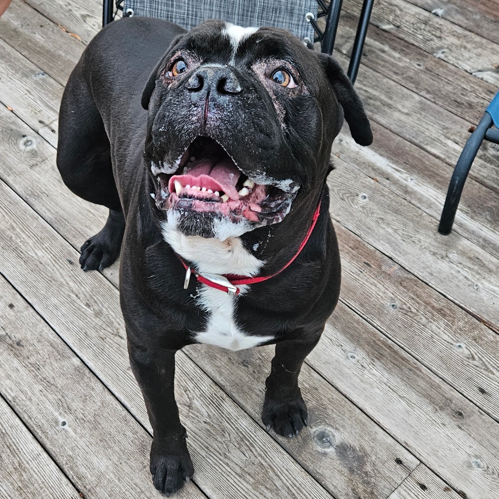 Bo